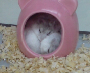 �J�����X�J�����X